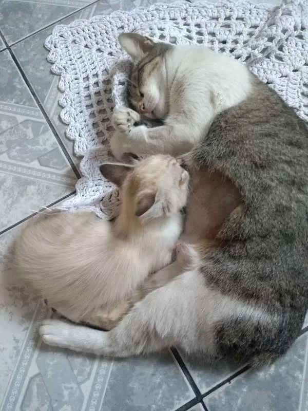 Gato ra a vira lata idade 2 a 6 meses nome mia