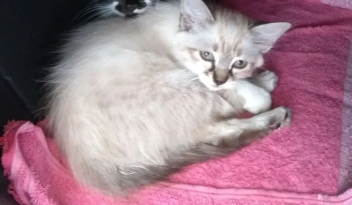 Gato ra a vira lata idade 2 a 6 meses nome mia