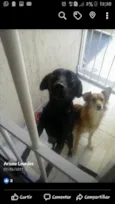 Lilica e Nega