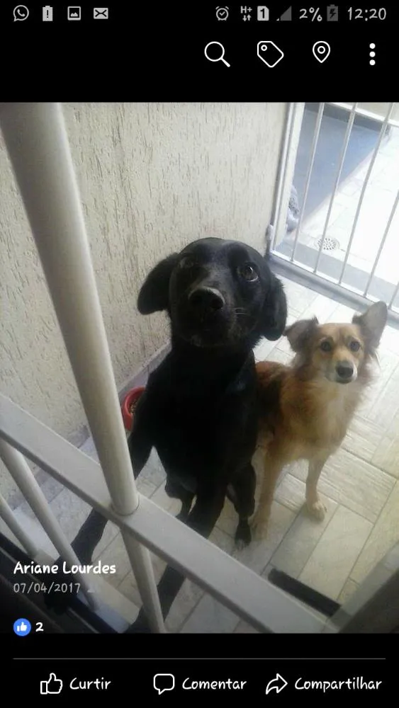 Cachorro ra a SRD idade 3 anos nome Lilica e Nega
