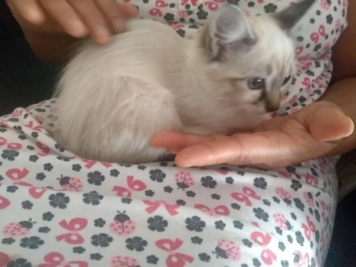 Gato ra a vira lata idade 2 a 6 meses nome mia