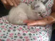mia
