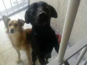Cachorro raça SRD idade 3 anos nome Lilica e Nega