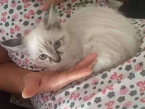 Gato raça vira lata idade 2 a 6 meses nome mia