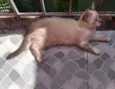 mia