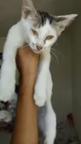 reginaldo
