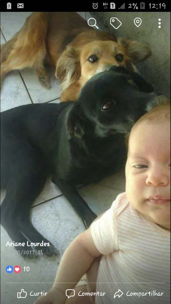 Cachorro ra a SRD idade 3 anos nome Lilica e Nega