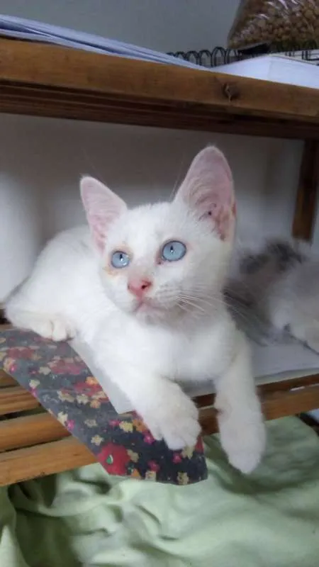 Gato ra a  idade 2 a 6 meses nome arthur