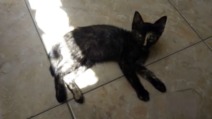 Gato ra a  idade 2 a 6 meses nome joana