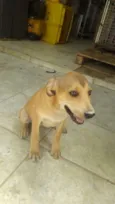 pituxa