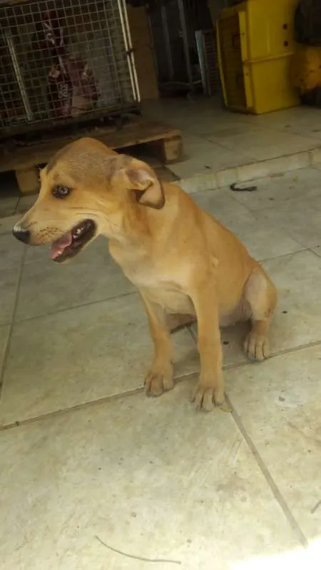 Cachorro ra a srd idade 2 a 6 meses nome pituxa