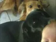 Lilica e Nega