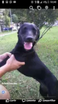 Lilica e Nega