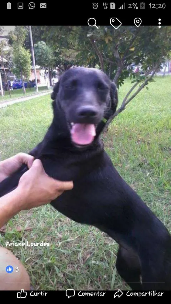 Cachorro ra a SRD idade 3 anos nome Lilica e Nega