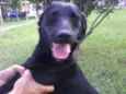 Lilica e Nega