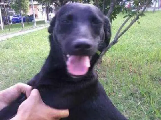 Cachorro ra a SRD idade 3 anos nome Lilica e Nega