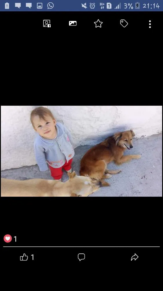 Cachorro ra a SRD idade 3 anos nome Lilica e Nega