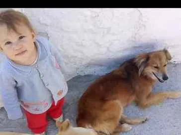 Cachorro ra a SRD idade 3 anos nome Lilica e Nega