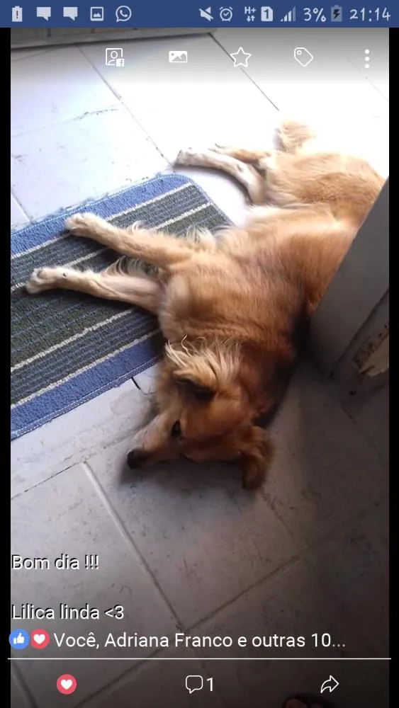 Cachorro ra a SRD idade 3 anos nome Lilica e Nega