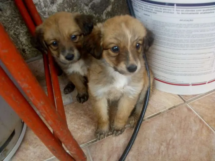 Cachorro ra a Mistura de pastor  alemão com  idade Abaixo de 2 meses nome Mia e Lara 