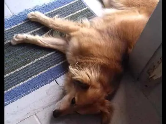 Cachorro ra a SRD idade 3 anos nome Lilica e Nega