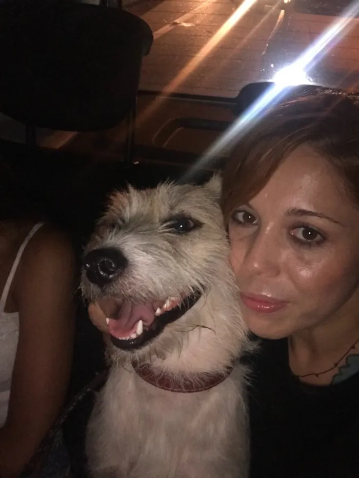 Cachorro ra a Vira lata idade 1 ano nome Bello e belly