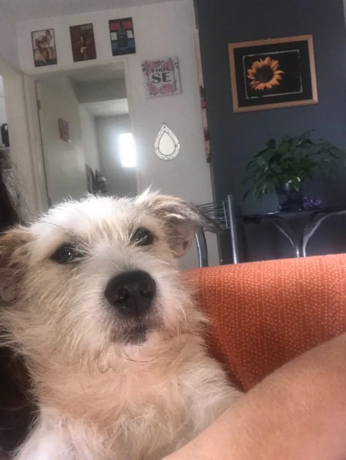 Cachorro ra a Vira lata idade 1 ano nome Bello e belly