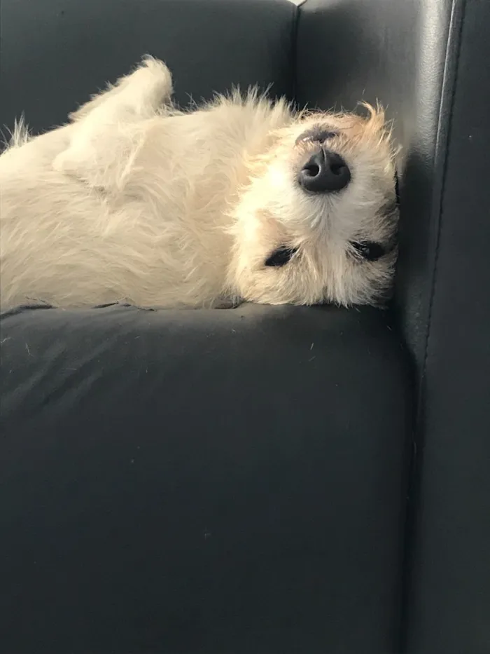 Cachorro ra a Vira lata idade 1 ano nome Bello e belly