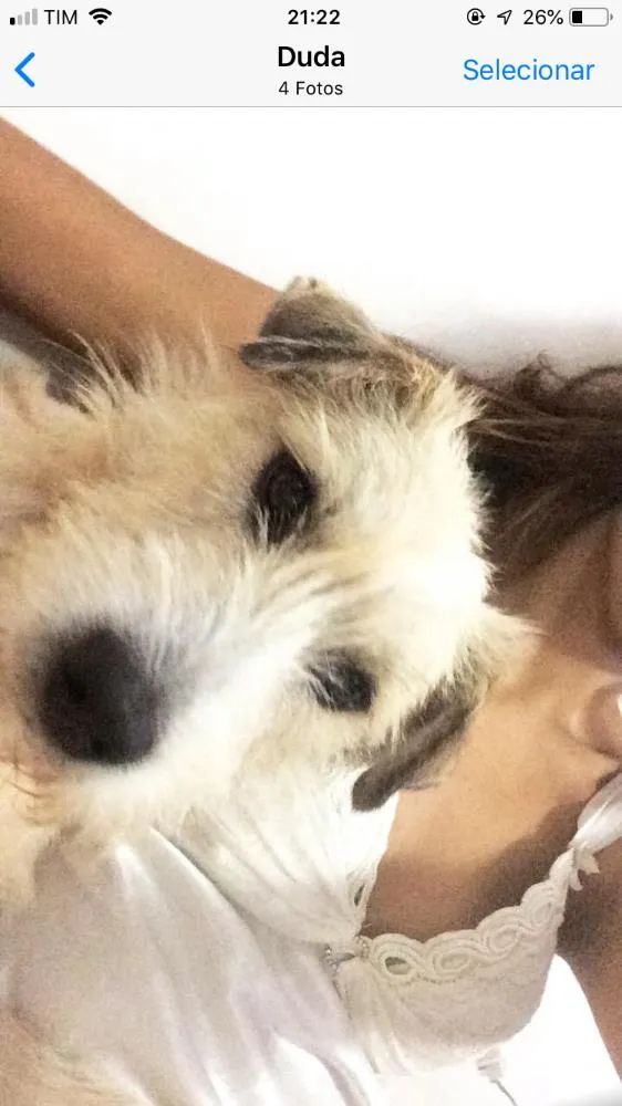Cachorro ra a Vira lata idade 1 ano nome Bello e belly