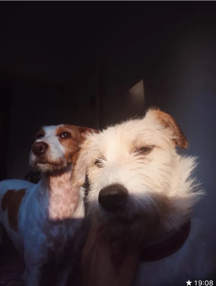 Cachorro ra a Vira lata idade 1 ano nome Bello e belly