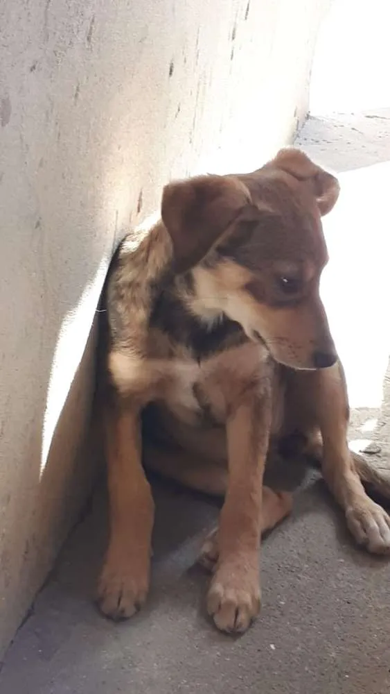 Cachorro ra a Vira lata idade 7 a 11 meses nome Mel
