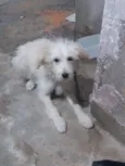 Bob
