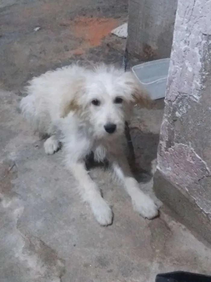 Cachorro ra a Vira lata idade 2 a 6 meses nome Bob