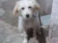 Bob