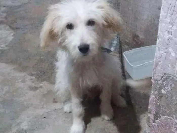 Cachorro ra a Vira lata idade 2 a 6 meses nome Bob