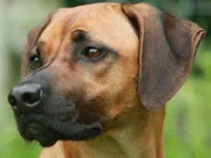 Cachorro raça Boxer idade 7 a 11 meses nome Bozo