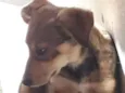 Mel