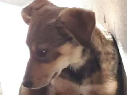 Cachorro ra a Vira lata idade 7 a 11 meses nome Mel