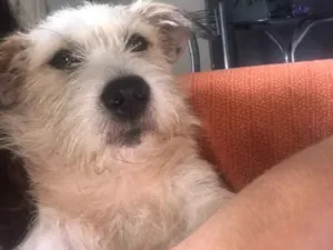Cachorro raça Vira lata idade 1 ano nome Bello e belly