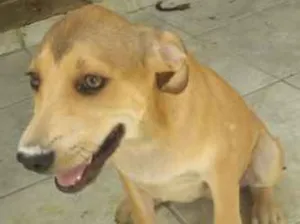 Cachorro raça srd idade 2 a 6 meses nome pituxa