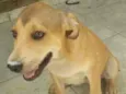 pituxa
