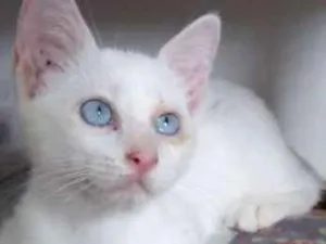 Gato raça  idade 2 a 6 meses nome arthur