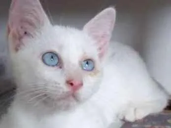 Gato ra a  idade 2 a 6 meses nome arthur