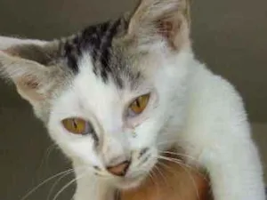 Gato raça srd idade 2 a 6 meses nome reginaldo