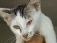 reginaldo