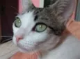 Xibika