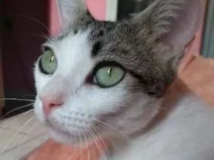 Gato raça  idade  nome Xibika