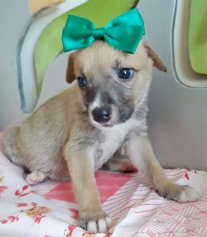 Cachorro ra a SRD idade 2 a 6 meses nome ESMERALDA