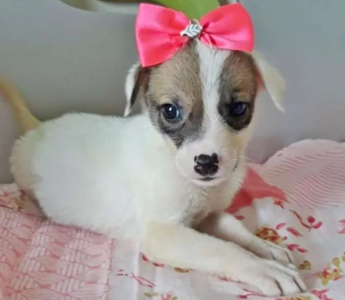 Cachorro ra a SRD idade  nome LOLA