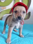 MIGUELZINHO